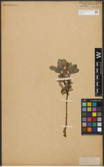 Foto von Salix L.